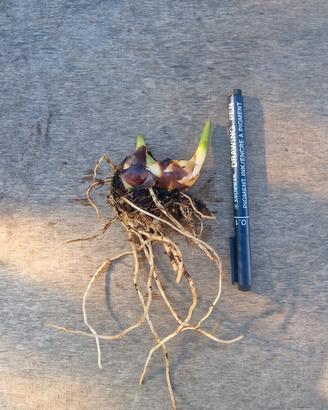 Canna Indica Pretoria 