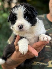 Cuccioli di border collie