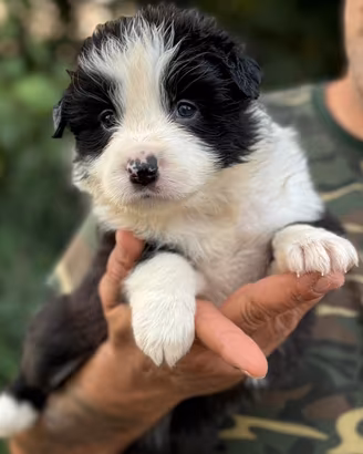 Cuccioli di border collie