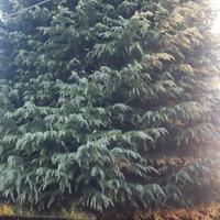 Albero Cedro  del Libano