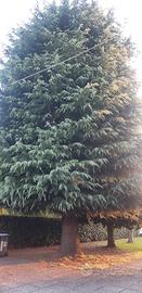 Albero Cedro  del Libano