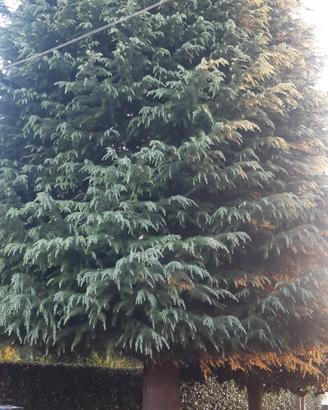 Albero Cedro  del Libano