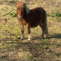 Pony femmina