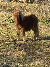 Pony femmina