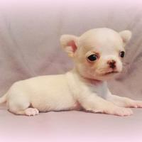 Piccolissimi chihuahua Pedigree Enci