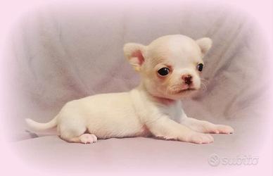 Piccolissimi chihuahua Pedigree Enci