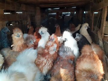Coppie galline ornamentali