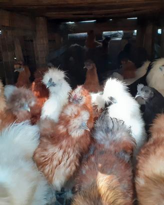 Coppie galline ornamentali