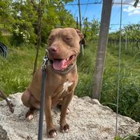 Pitbull femmina 4anni