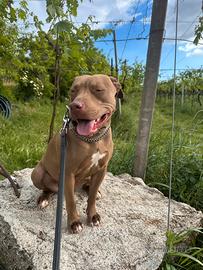 Pitbull femmina 4anni