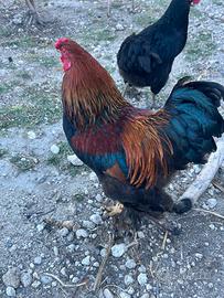 Gallo brahma