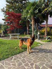 Pastore tedesco per monta