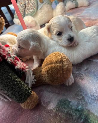 Maltese Toy maschi e femmine