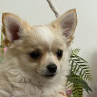 Cucciola femmina dí CHIHUAHUA