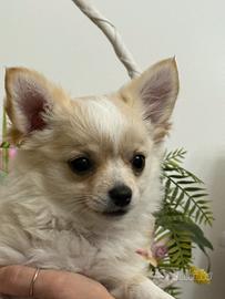 Cucciola femmina dí CHIHUAHUA