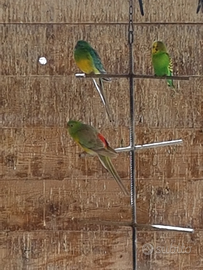 Parrochetti dal groppone rosso