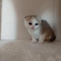 Cucciolo di Scottish Fold