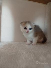 Cucciolo di Scottish Fold
