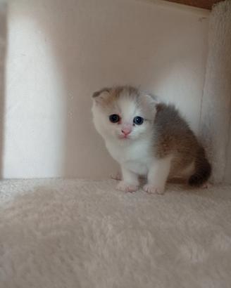Cucciolo di Scottish Fold