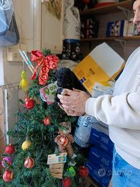 Cucciolo di barboncino