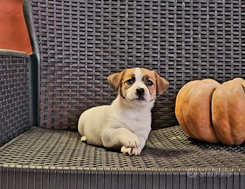 Jack russell cuccioli