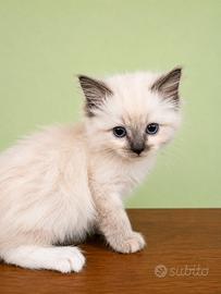 Cucciola Ragdoll Femmina