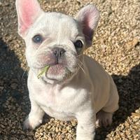 Cucciolo bulldog francese