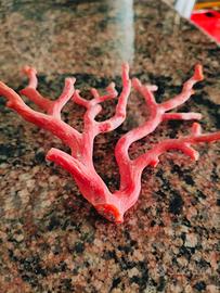 Ramo di corallo grezzo Sardegna 