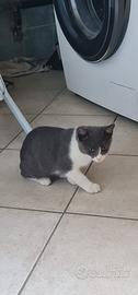 Gattino di 3 mesi trovato abbandonato