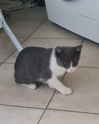 Gattino di 3 mesi trovato abbandonato