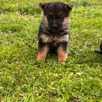 Cucciolo pastore tedesco