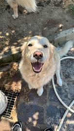 Cuccioli golden retriever