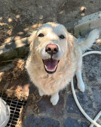 Cuccioli golden retriever