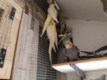Calopsite