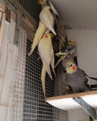 Calopsite