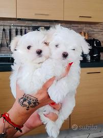 Maltese coreano