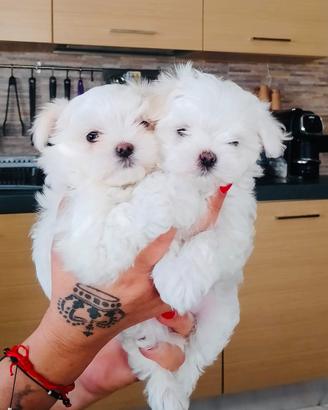 Maltese coreano