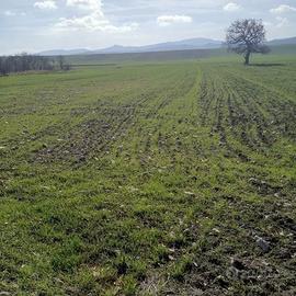 Terreno in bovino, km 10, 8 ettari