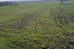 Terreno in bovino, km 10, 8 ettari