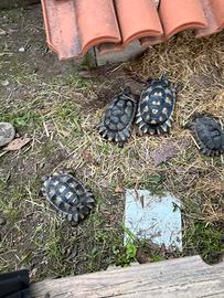 Gruppo tartarughe marginate