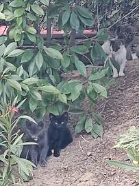 Dolcissimi gattini