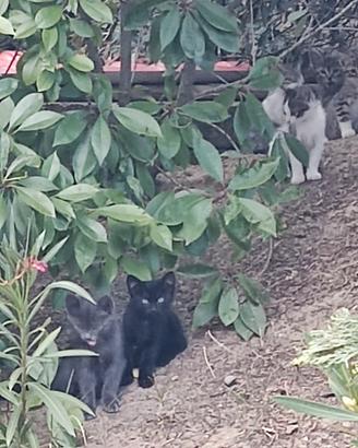 Dolcissimi gattini