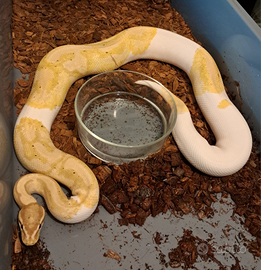 Pitone reale ball python