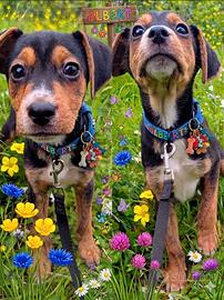 Albert cucciolo adorabile