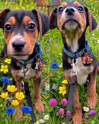 Albert cucciolo adorabile