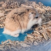 Criceto Nano Russo con Gabbia Completa