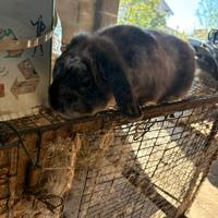 Coniglio nano ariete