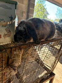 Coniglio nano ariete