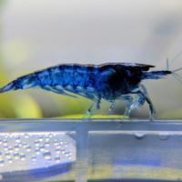Caridina Blue Dream