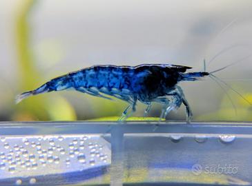 Caridina Blue Dream